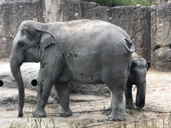 Der Elefant im&nbsp;Raum