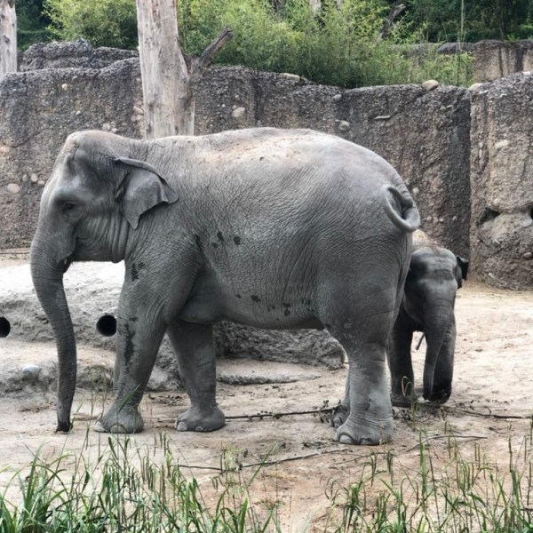Der Elefant im&nbsp;Raum
